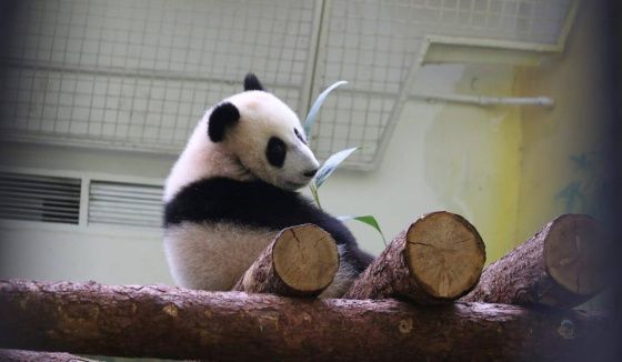 Московский зоопарк показал смешное фото панды Катюши