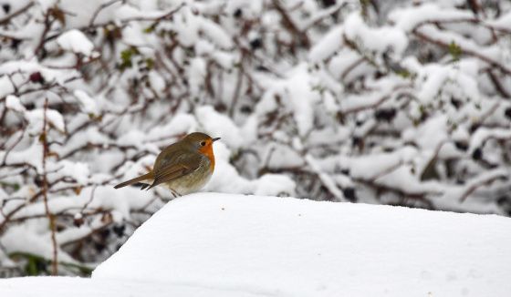 Погода в столице: облачность и мороз в ближайшие дни