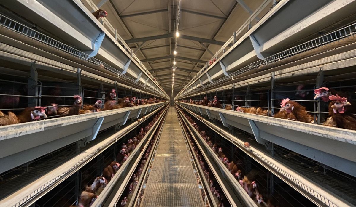 Инвесторам предложили льготное кредитование птицеводства в 2026 году