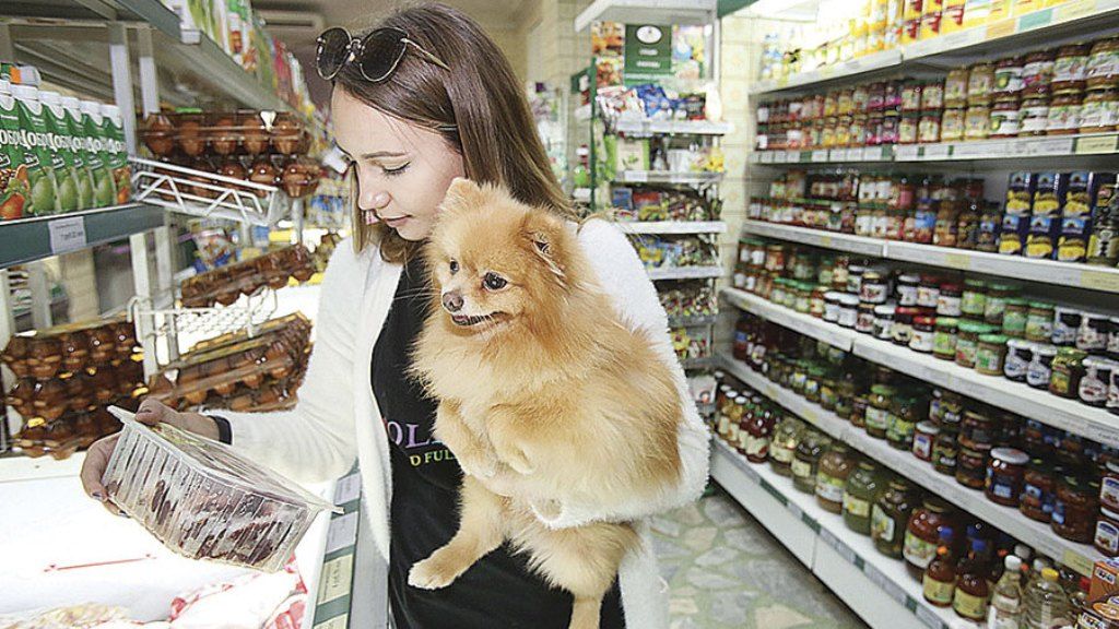 В России могут запретить ходить по магазинам с собаками