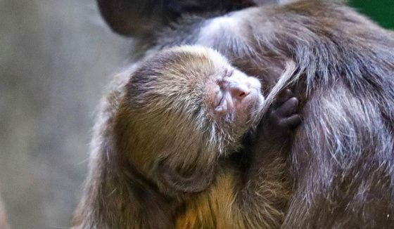 Столичные жители выбрали имя детенышу редкого капуцина-плаксы