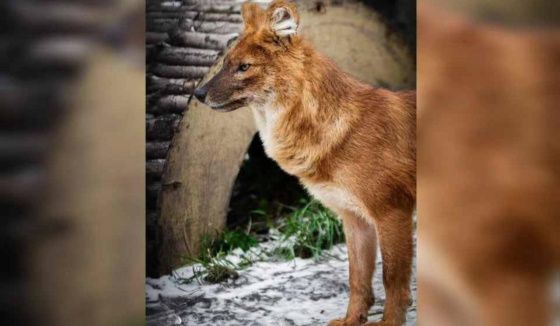 В Екатеринбургском зоопарке выберут «Зоо-мисс»