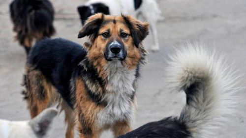 В Госдуме заявили о «собачьей мафии», действующей в России