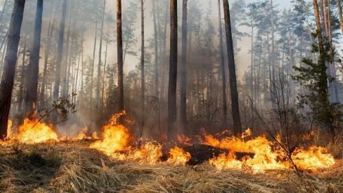 В 15 регионах России прогнозируется повышенная вероятность пожарной опасности