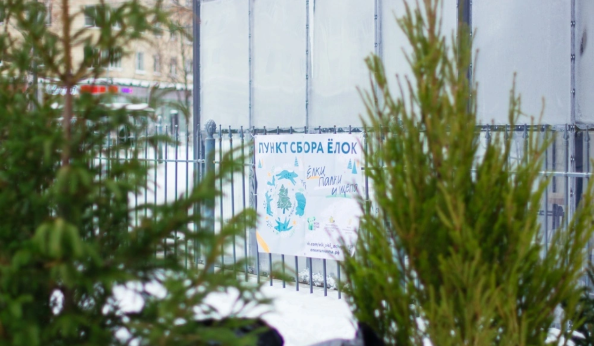 В Петербурге началась подготовка к утилизации новогодних елок