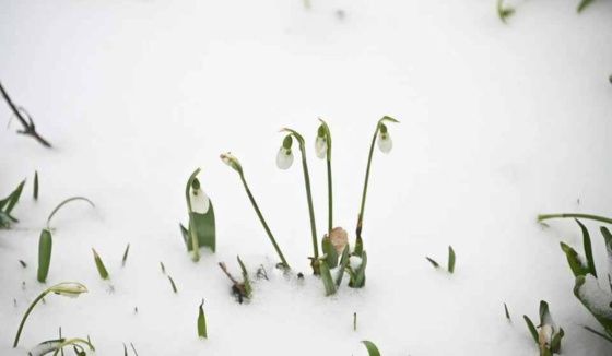 В Новосибирской области ожидается потепление до +8 градусов