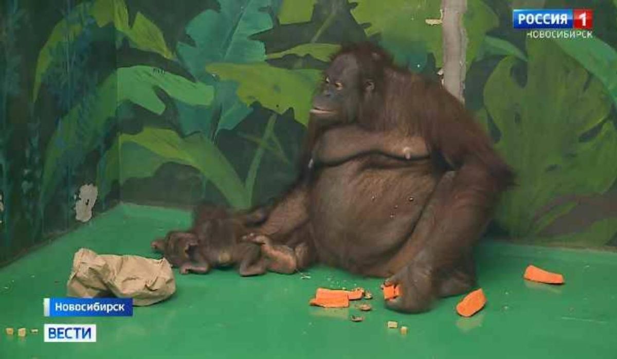 Новосибирцы определили 10 финальных имен для детеныша орангутана из зоопарка