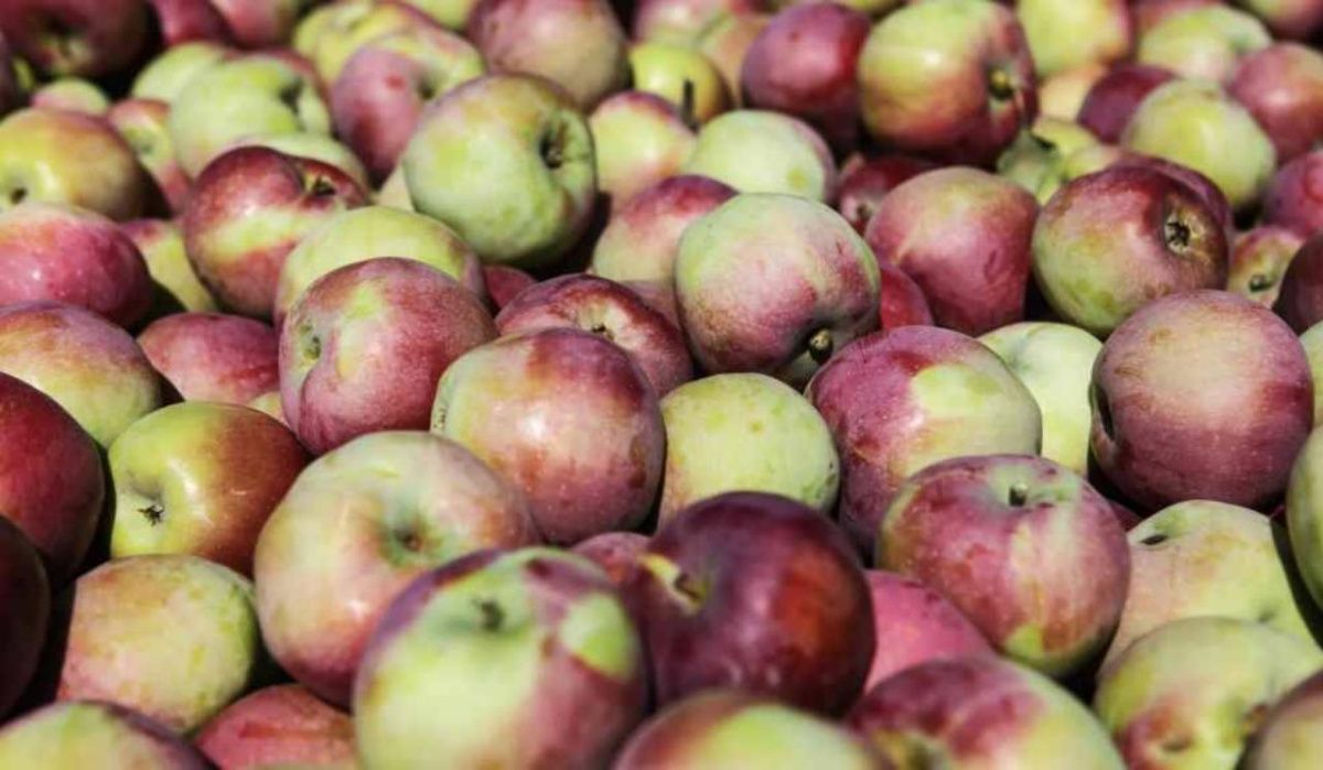 Трутнев потребовал объяснить, почему одно яблоко на Чукотке стоит 300 рублей