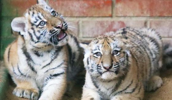 В Московском зоопарке в 2025 году появились на свет около 600 детенышей