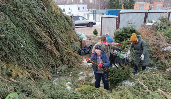 В Петербурге и Ленобласти стартовал прием елок на переработку