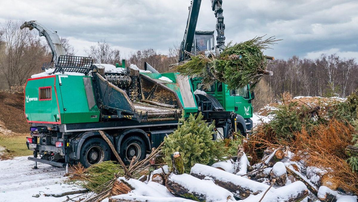 Более 20 тысяч ёлок утилизировали в рамках акции &quot;Елочный круговорот&quot;