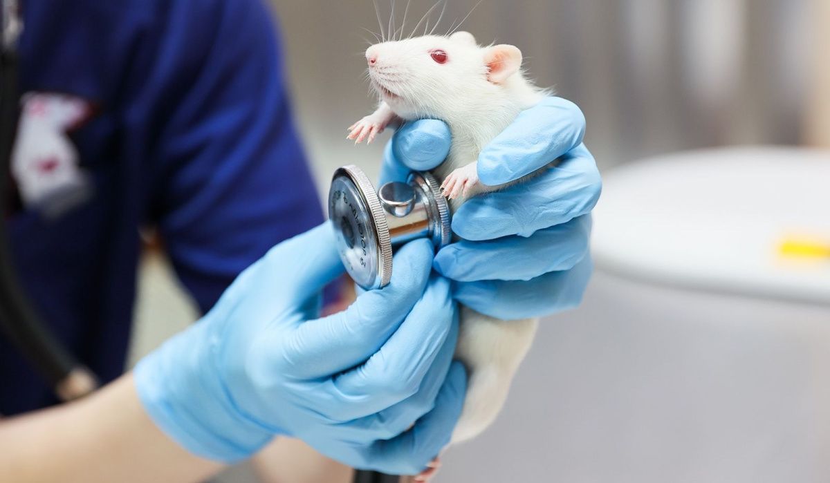 В Госдуме предложили налоговый вычет за услуги ветеринаров