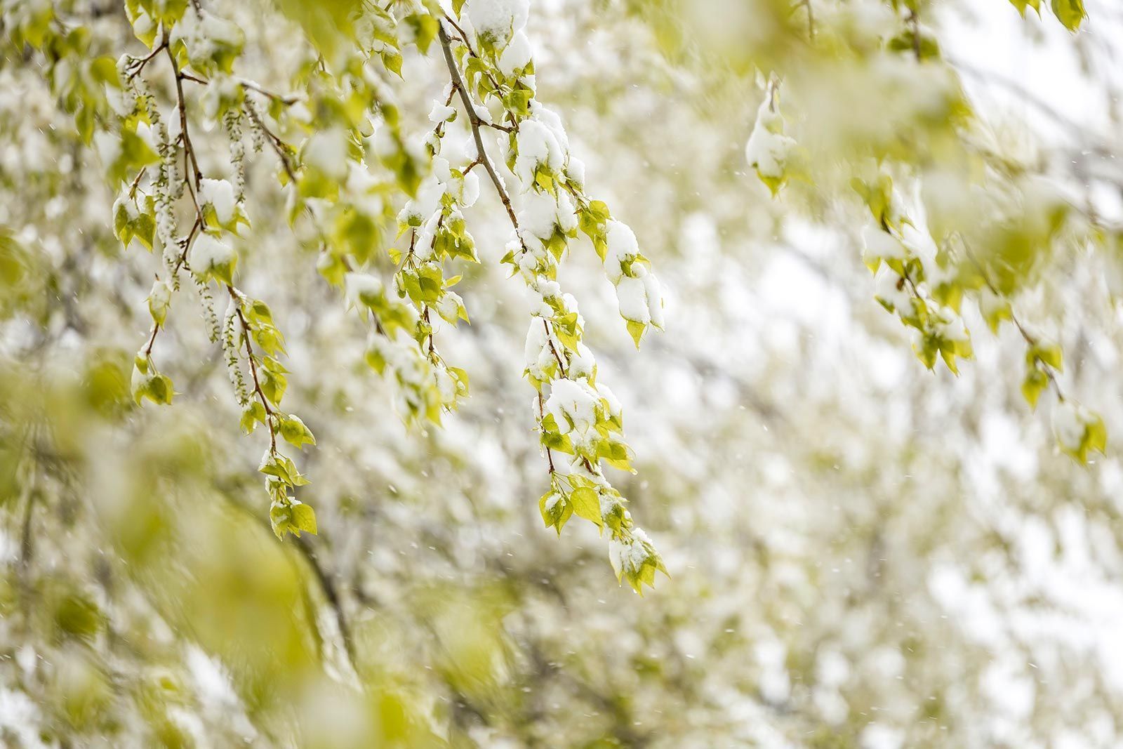 Апрельские снегопады закончатся в Москве к майским праздникам