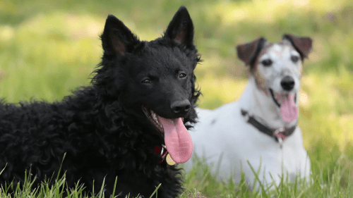 В Индии обучили собак находить заболевших COVID-19