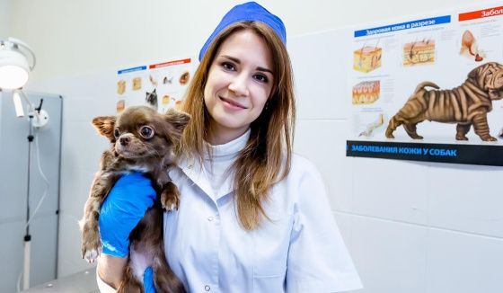 В Ростове продлили акцию по льготной стерилизации домашних животных на год