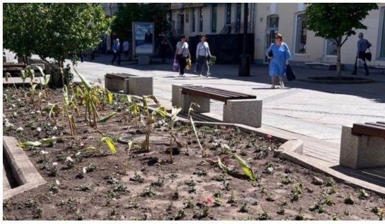 В Самаре на городских клумбах цветы погибли из-за морозов