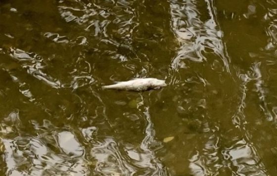 В Ростове выясняют причины гибели рыбы в пруду