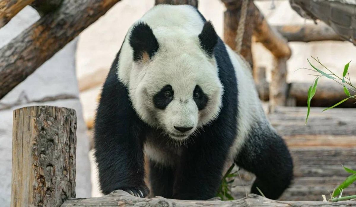 Большие панды из Московского зоопарка отметят свои дни рождения 