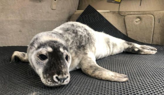 Жители Ленобласти спасли детёныша серого тюленя