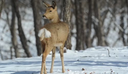 В Новосибирской области задержали браконьера с пятью убитыми животными 