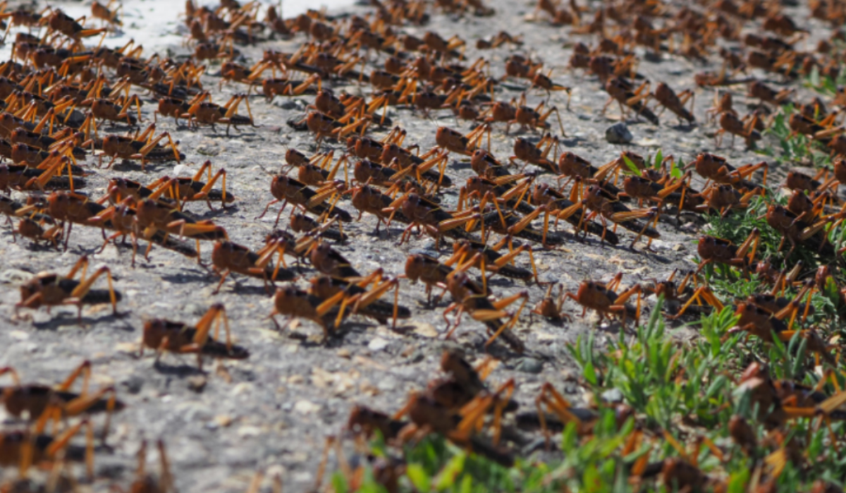 Нашествие саранчи ожидается в пяти регионах России