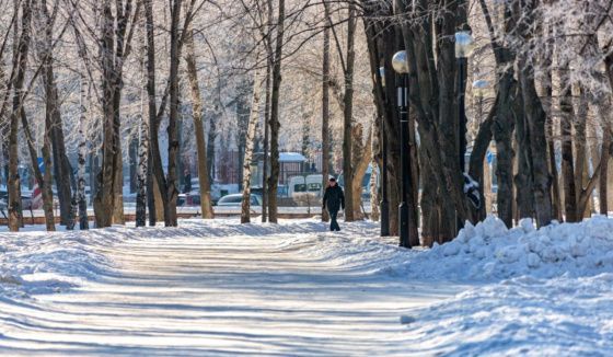 В Самаре по вине властей за три десятилетия утрачено 20% деревьев
