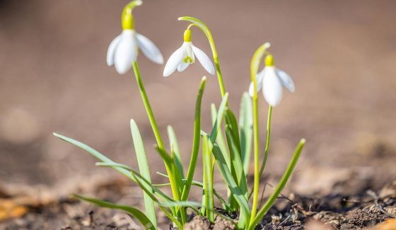 Прогноз погоды: до +16°C и кратковременные дожди в ближайшие дни в Москве