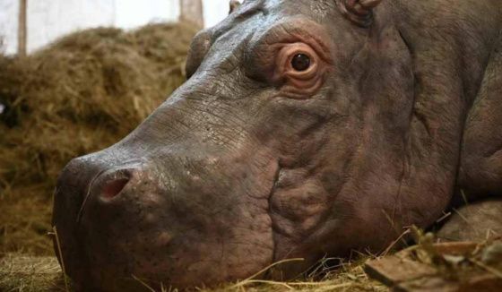 Премьера в Петербурге: фильм о бегемоте и сотруднице зоопарка в годы блокады