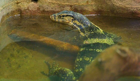 В Московском зоопарке появились новые обитатели: водный варан и хамелеон