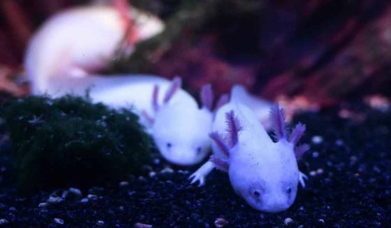 В "Москвариуме" представили нового обитателя