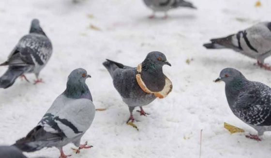 Синоптик Леус представил прогноз погоды в Санкт-Петербурге на 12 февраля