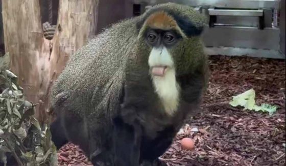 Чуча из Ленинградского зоопарка нашла нового друга после утраты партнера