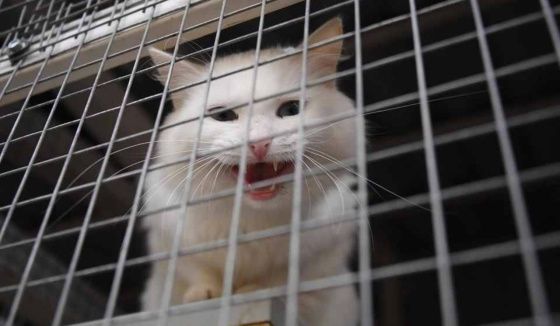 Мэр Омска предложил дарить детям уличных собак и кошек