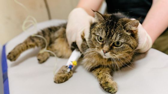 Россиянам компенсируют лечение зарегистрированных домашних животных