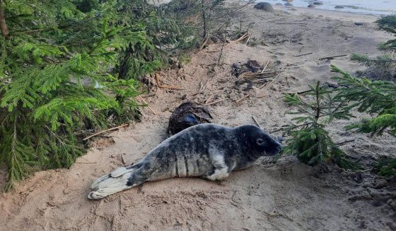 Очередных тюленёнка и нерпу спасли в Петербурге