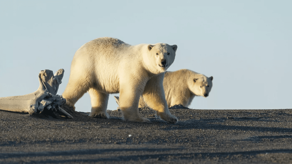 Десятки худых медведей оккупировали село на Чукотке