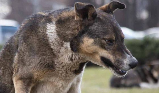 Карантин объявлен в двух районах Омской области