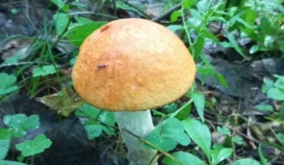 Колесов пообещал петербуржцам много грибов