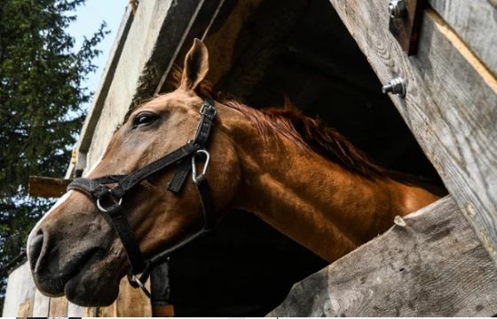 В Свердловской области будут наказывать за выгул лошадей