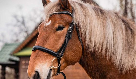 В музее-заповеднике «Коломенское» представили нового обитателя Конюшенного двора