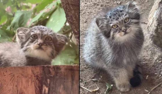 Котятам манулов в Петербургском зоопарке присвоили имена