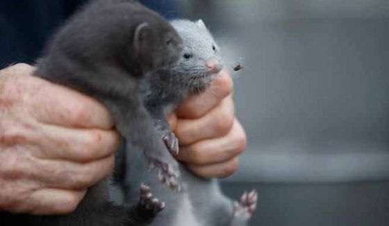 Перепись норок и выдр завершена в Красноярском крае