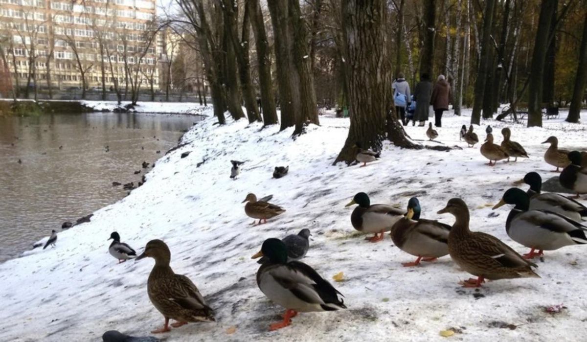 В Екатеринбурге на несколько дней закрыли Харитоновский парк