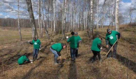 В Воронежской области посадили 37 миллионов деревьев
