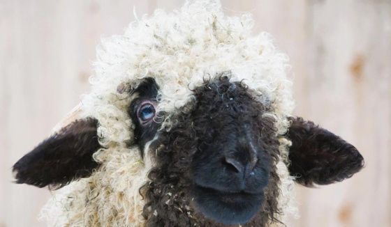 Юные москвичи выбрали имя для ягненка из вотчины Деда Мороза