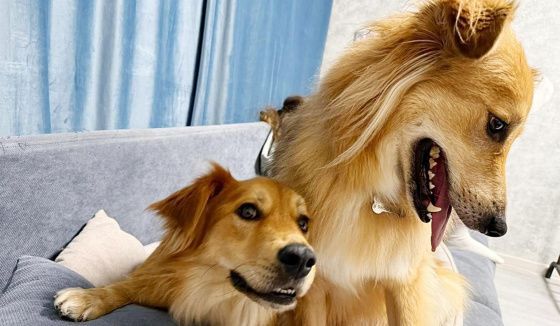 Более 100 животных из приютов нашли новый дом за праздничные дни