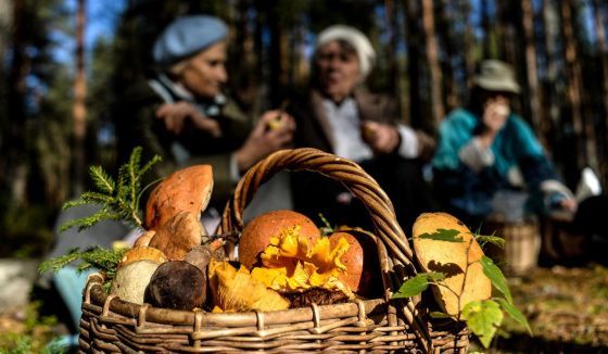 Россиянам напомнили о штрафах за весенний сбор грибов