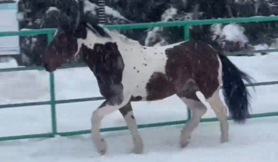 Новосибирский зоопарк пополнился новыми обитателями