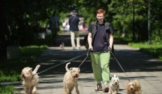 ВЦИОМ: Более двух третей россиян содержат домашних животных