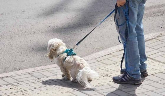 В Красноярском крае введут запрет на свободный выгул собак